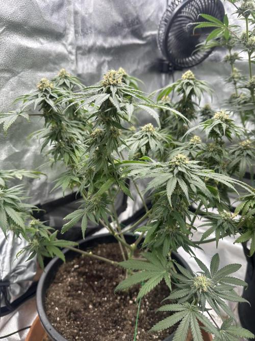 Stinky farms run2. Week 10 - Mf