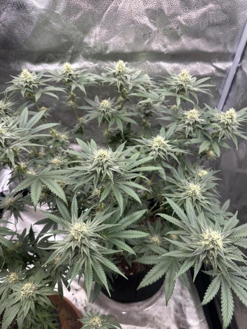 Stinky farms run2. Week 10 - Ag