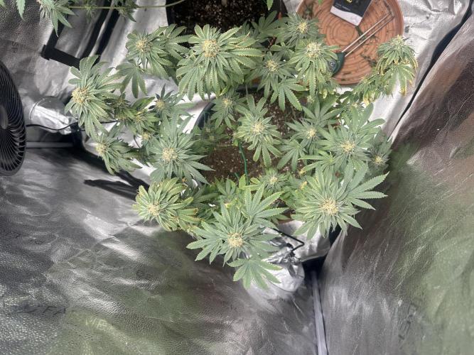 Stinky farms run2. Week 11