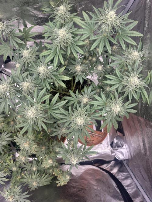 Stinky farms run2. Week 11