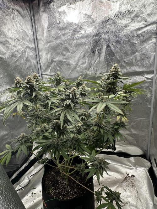 Stinky farms run2. Week 12