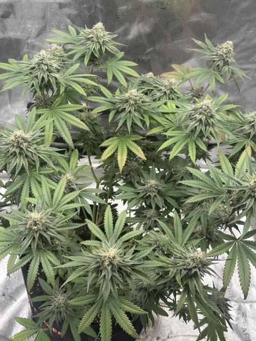 Stinky farms run2. Week 12