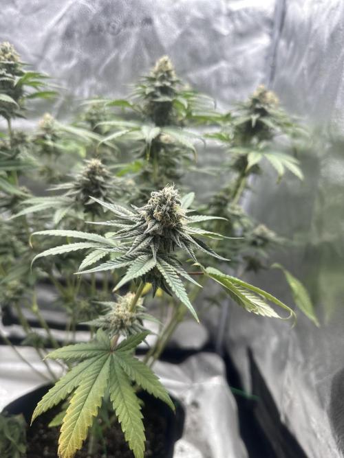 Stinky farms run2. Week 12