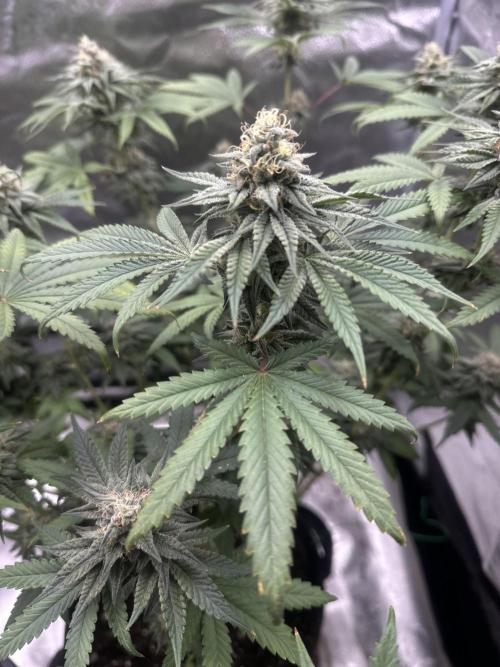 Stinky farms run2. Week 12