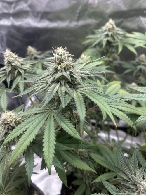 Stinky farms run2. Week 12