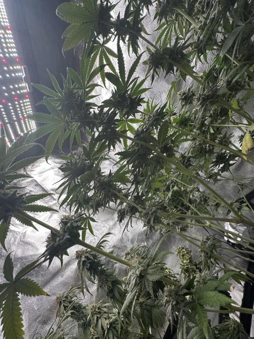 Stinky farms run2. Week 12