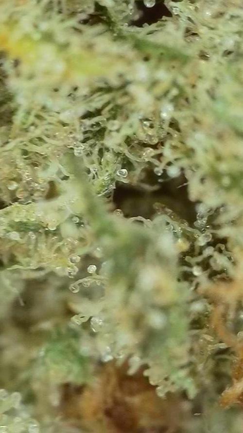 Rainbow Sherbert #11 / Kannabia / Indoor. Week 22