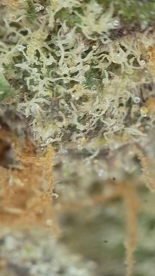 Pink Gelato / Kannabia / Indoor. Week 22
