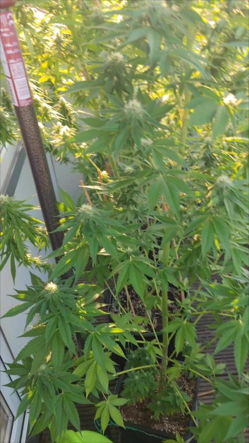 Ayahuasca purple Outdoor