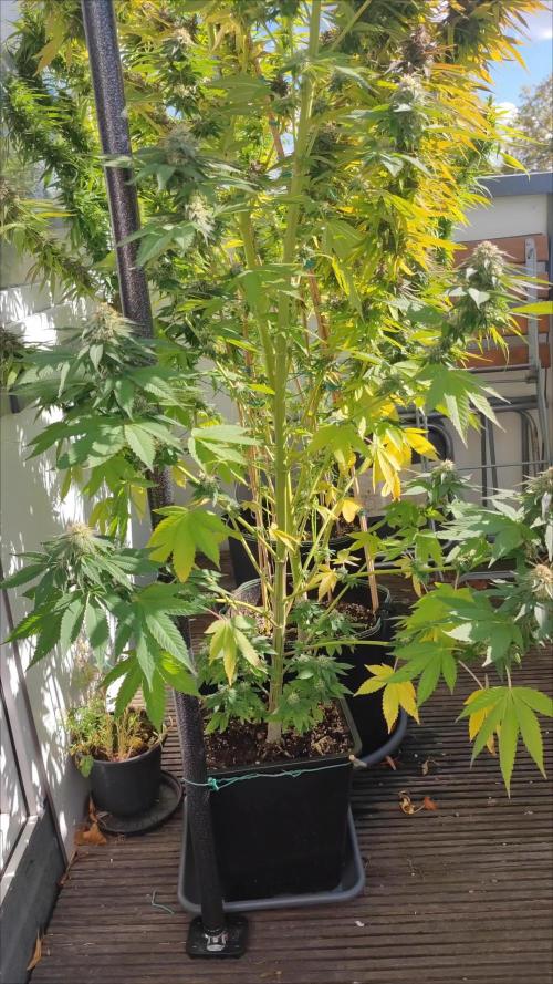 Ayahuasca purple Outdoor