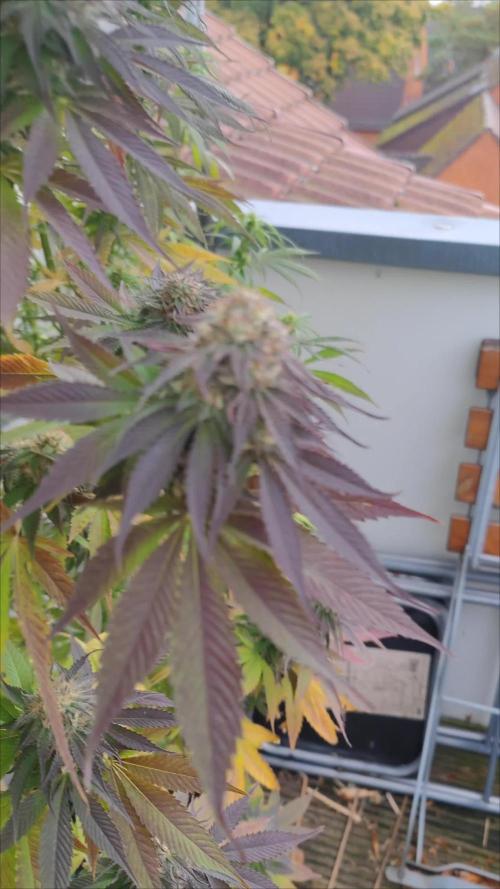 Ayahuasca purple Outdoor