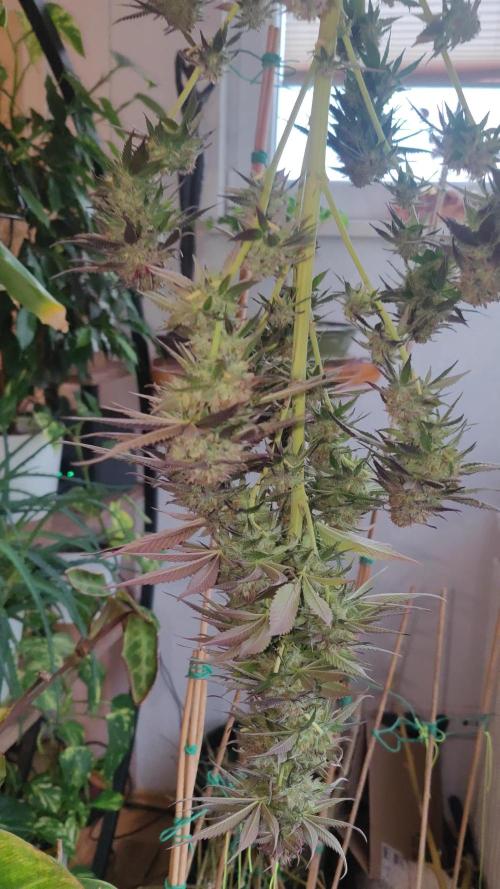 Ayahuasca purple Outdoor