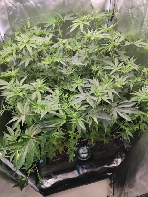 Ayahuasca purple Indoor