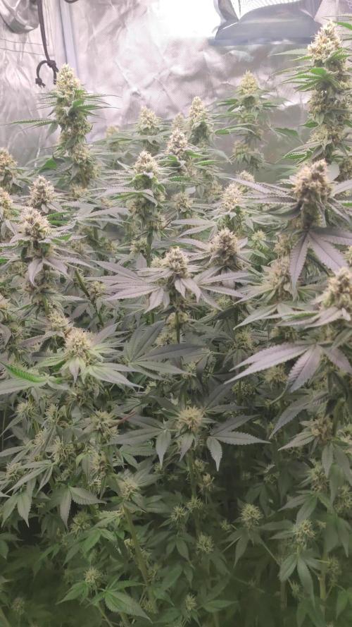 Ayahuasca purple Indoor