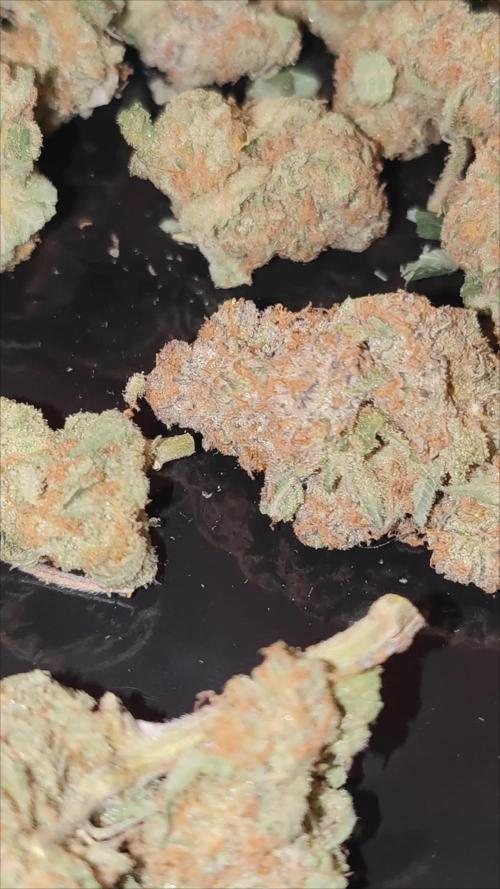 Ayahuasca purple Indoor
