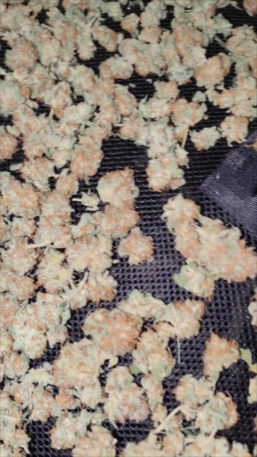 Ayahuasca purple Indoor