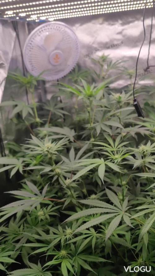 Tangerine sugar / Sensi seeds / Indoor / Autopots + Biotabs