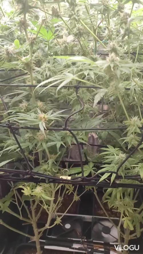 Tangerine sugar / Sensi seeds / Indoor / Autopots + Biotabs