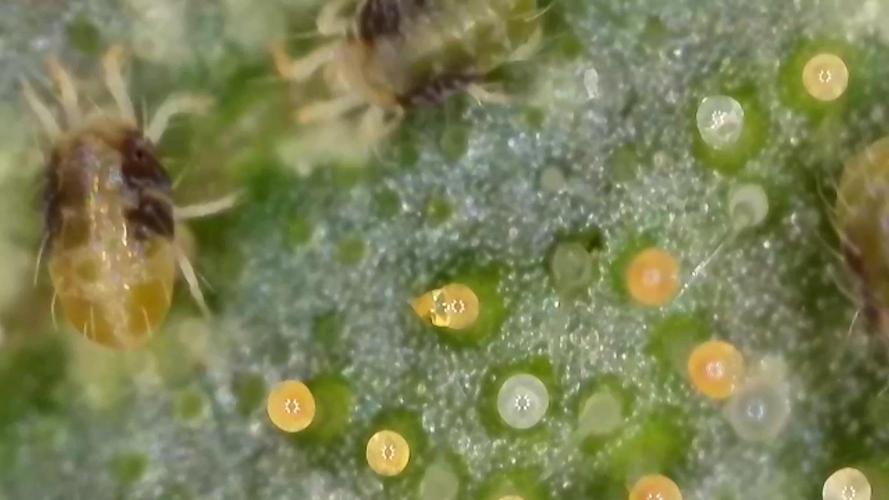 GMO Zkittlez F1 Reg. - Ethos genetics / Indoor
