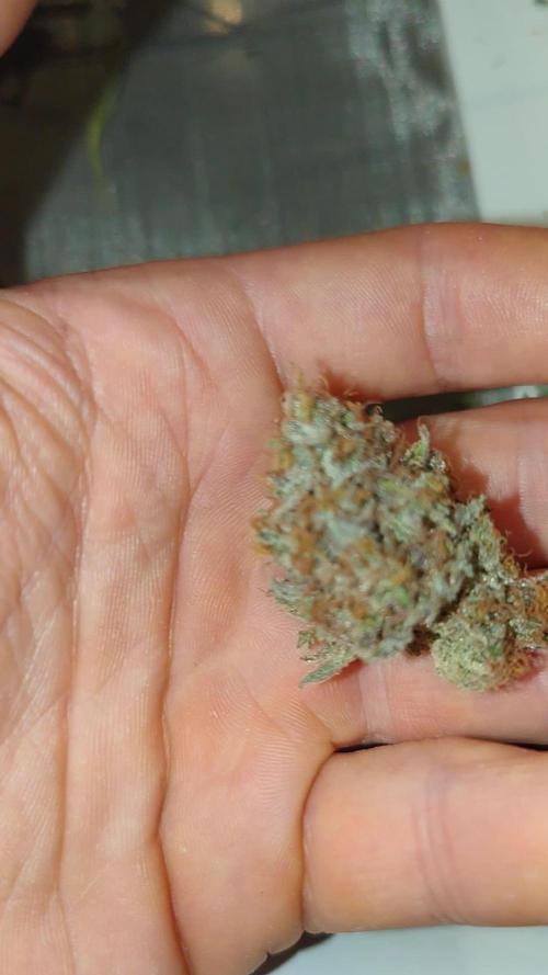 GMO Zkittlez F1 Reg. - Ethos genetics / Indoor