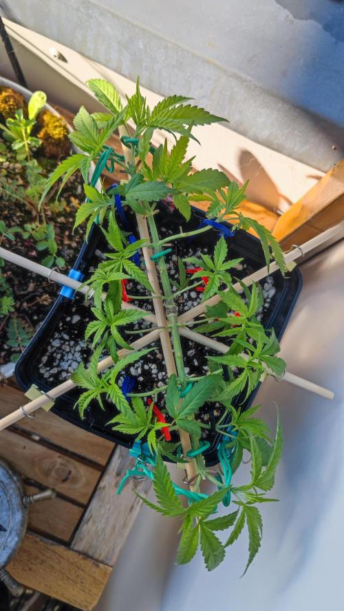 Frisian Dew / Outdoor 2025. Week 8