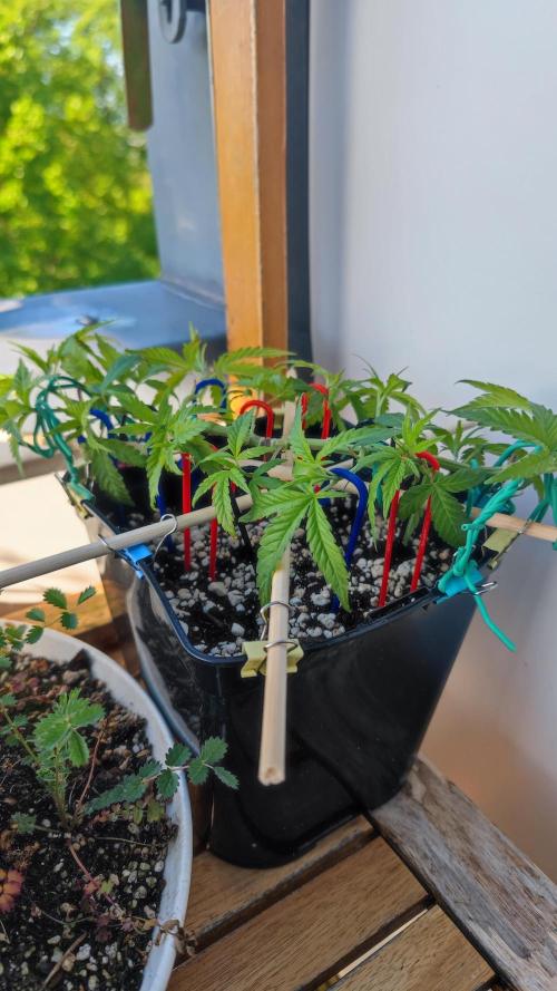 Frisian Dew / Outdoor 2025. Week 8