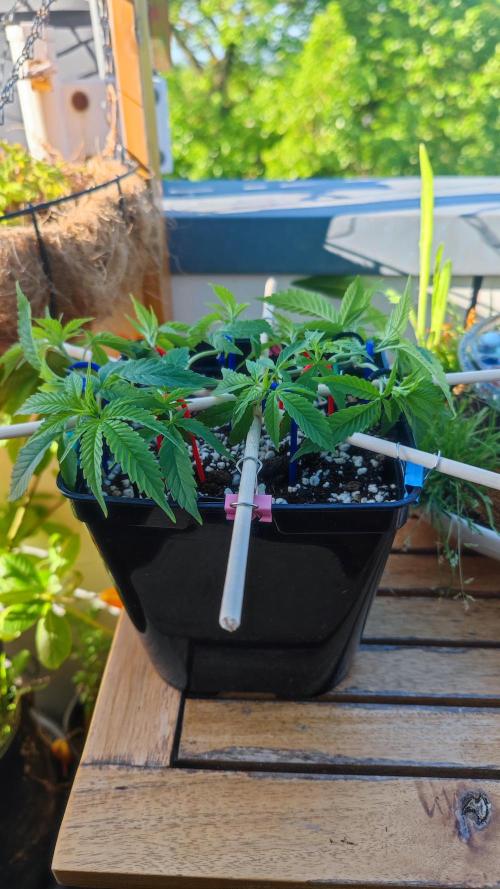 Frisian Dew / Outdoor 2025. Week 8