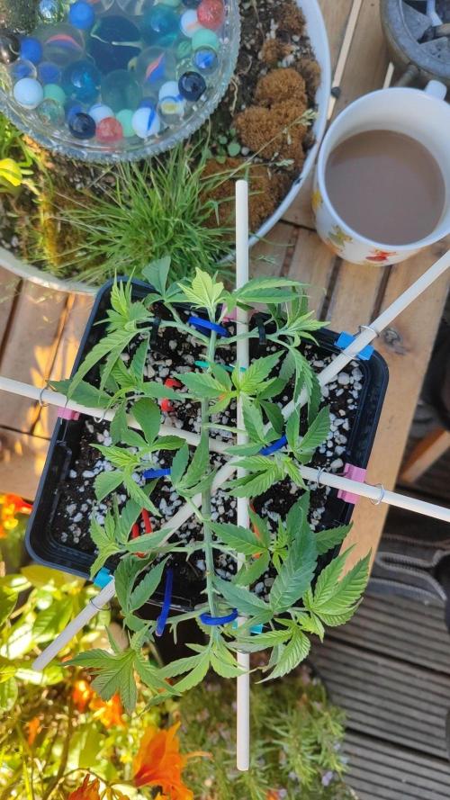 Frisian Dew / Outdoor 2025. Week 8