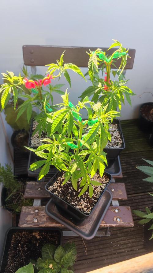 Frisian Dew / Outdoor 2025. Week 8