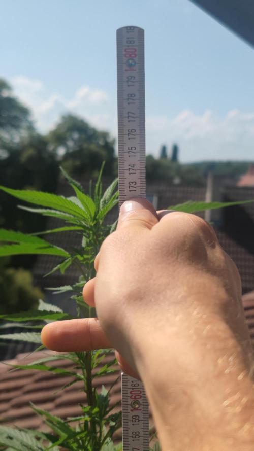 Frisian Dew / Outdoor 2025. Week 19