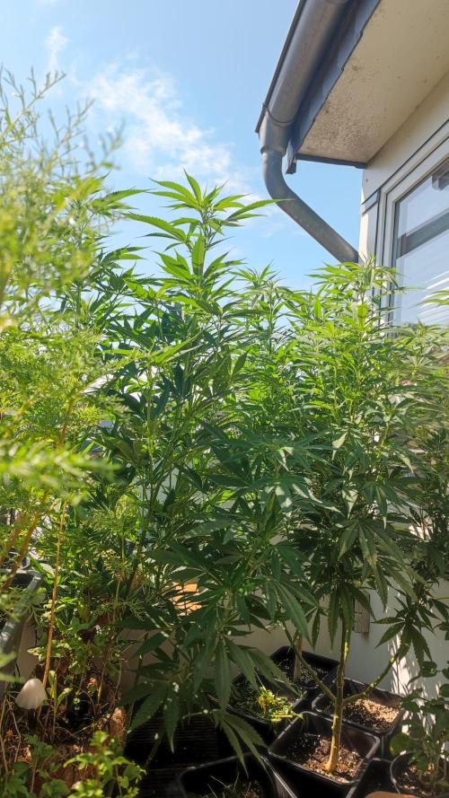 Frisian Dew / Outdoor 2025. Week 19