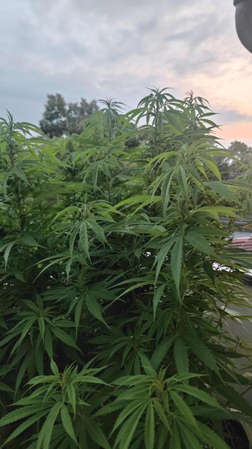 Frisian Dew / Outdoor 2025. Week 22