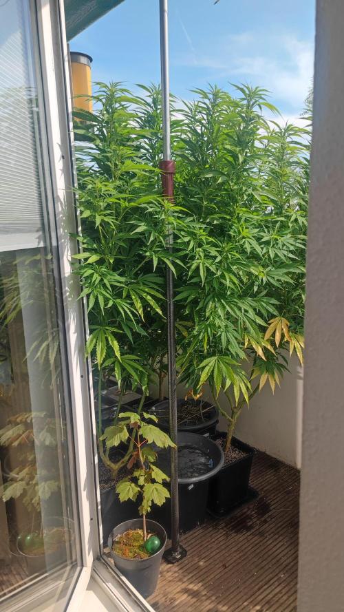 Frisian Dew / Outdoor 2025. Week 22