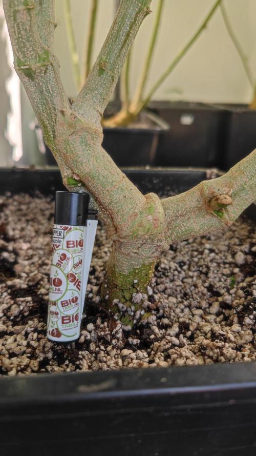 Frisian Dew / Outdoor 2025. Week 23