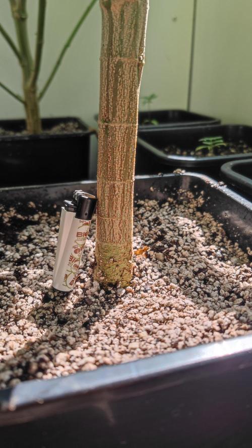 Frisian Dew / Outdoor 2025. Week 23