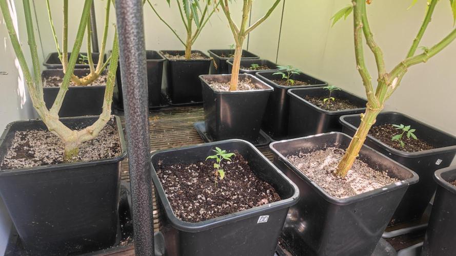 Frisian Dew / Outdoor 2025. Week 23