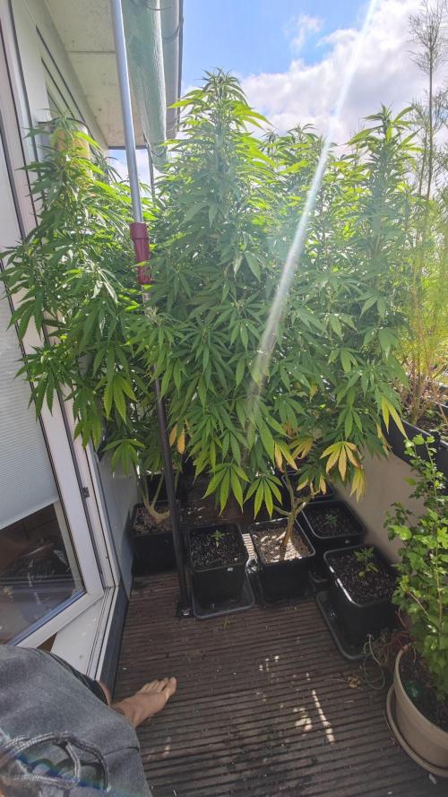 Frisian Dew / Outdoor 2025. Week 23