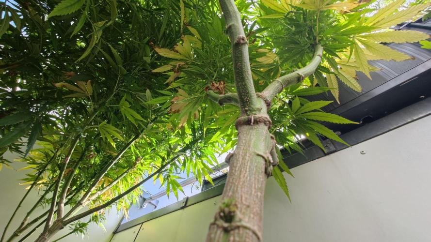 Frisian Dew / Outdoor 2025. Week 23