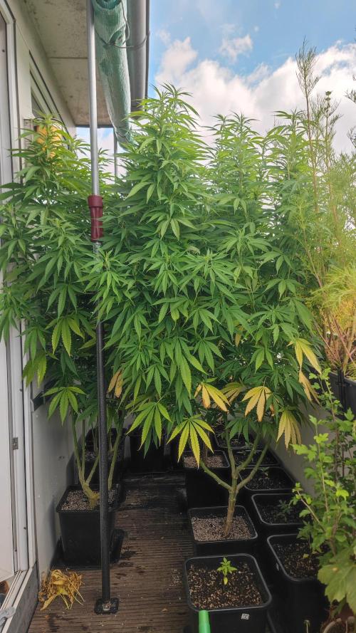 Frisian Dew / Outdoor 2025. Week 23