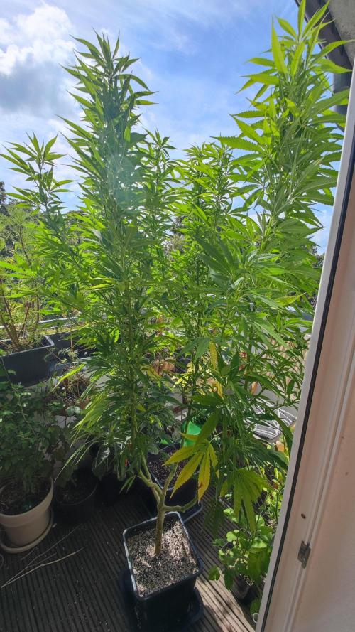 Frisian Dew / Outdoor 2025. Week 23