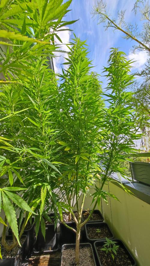 Frisian Dew / Outdoor 2025. Week 23