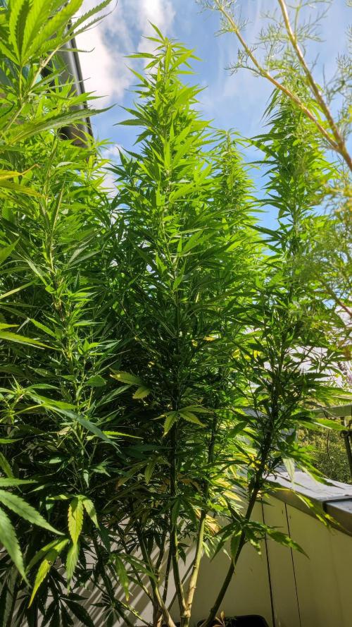 Frisian Dew / Outdoor 2025. Week 23