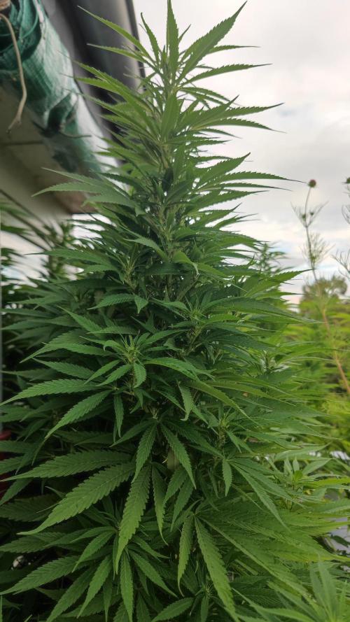 Frisian Dew / Outdoor 2025. Week 26