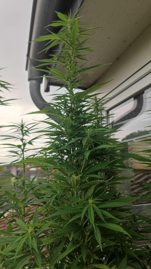 Frisian Dew / Outdoor 2025. Week 26