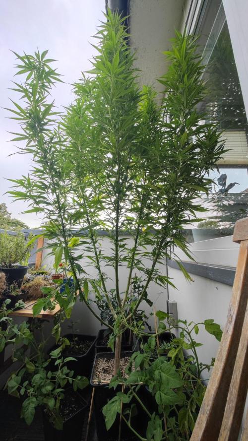 Frisian Dew / Outdoor 2025. Week 26