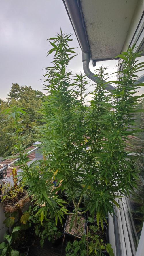 Frisian Dew / Outdoor 2025. Week 26