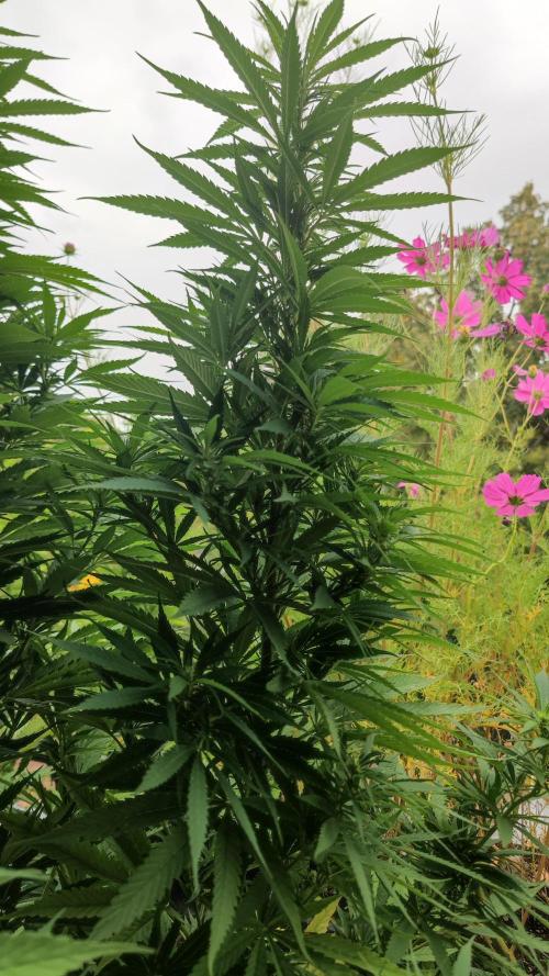 Frisian Dew / Outdoor 2025. Week 26