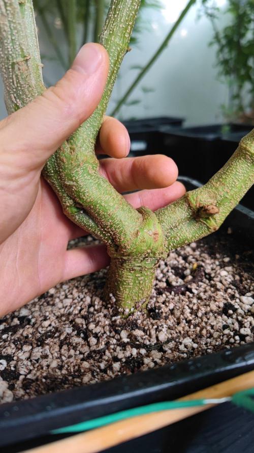 Frisian Dew / Outdoor 2025. Week 26