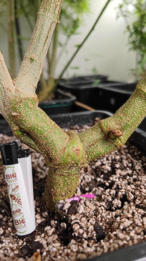 Frisian Dew / Outdoor 2025. Week 26