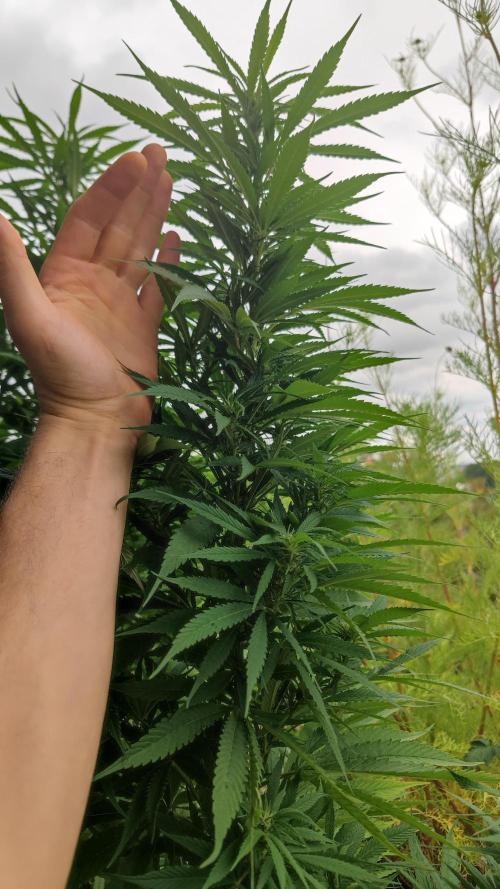 Frisian Dew / Outdoor 2025. Week 26